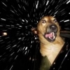 Dobz